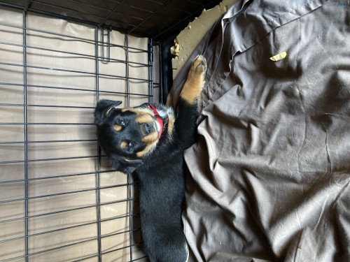 Rottweiler X Border Collie pups