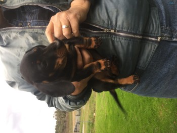 Dachshund 