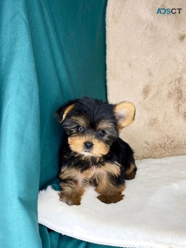 Yorkshire Terrier