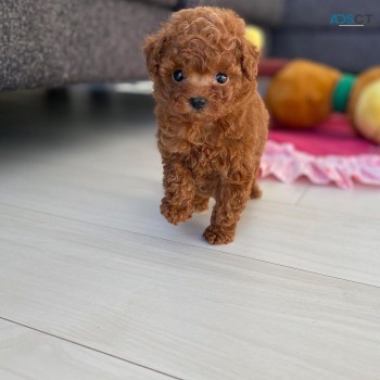 Male and female Toy Poodle for adoption