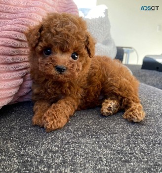 Male and female Toy Poodle for adoption