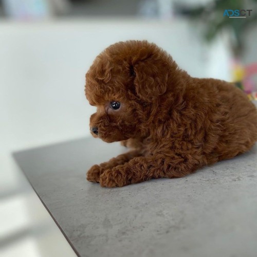 Male and female Toy Poodle for adoption