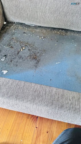 Sofa cleaning near me