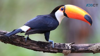 Toco toucan birds available for rehoming