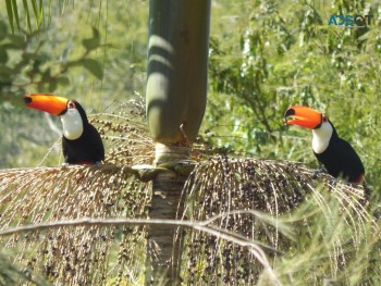 Toco toucan birds available for rehoming