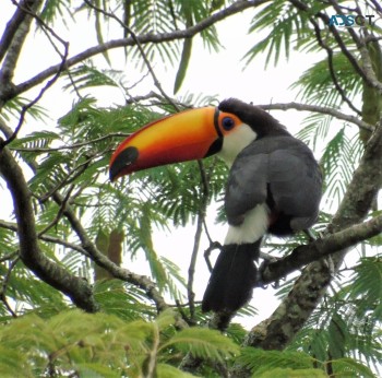 Toco toucan birds available for rehoming