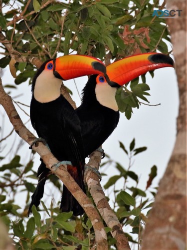 Toco toucan birds available for rehoming