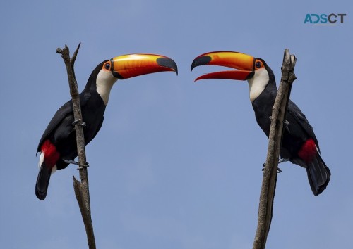 Toco toucan birds available for rehoming