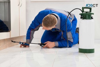 Pest Control Adelaide - Your Trusted Pest Solution