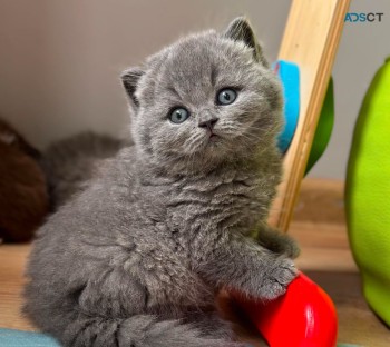 Selling British Shorthair Kittens