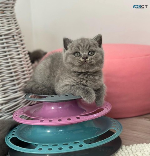 Selling British Shorthair Kittens