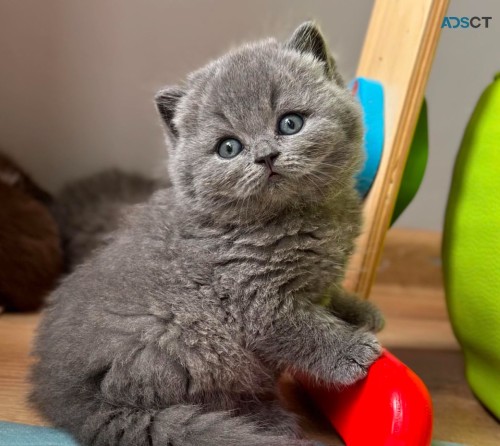 Selling British Shorthair Kittens