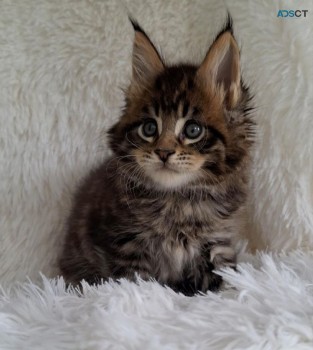 Selling Maine Coon Kittens