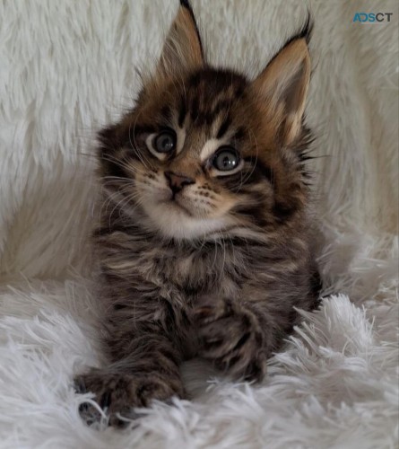 Selling Maine Coon Kittens