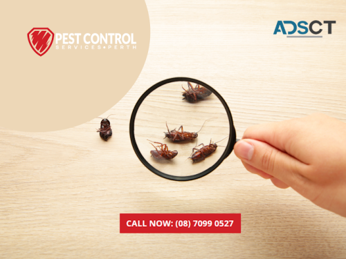 Worried About Pests? Get a Professional Inspection!