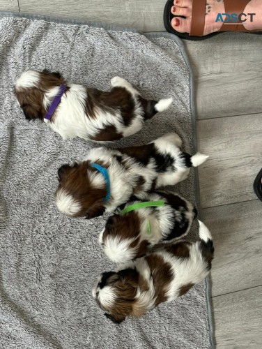 Shih Tzu Puppies For Sale