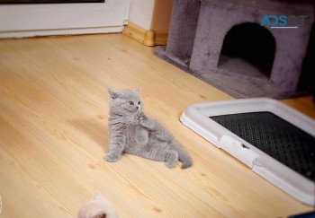 Purebred British Shorthair kittens