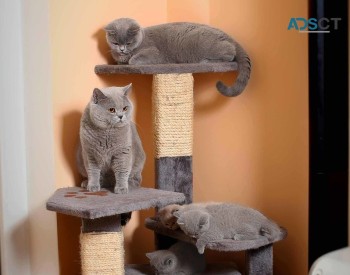 Purebred British Shorthair kittens