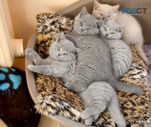 Purebred British Shorthair kittens