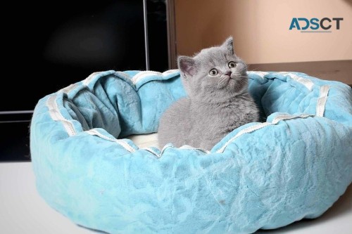 Purebred British Shorthair kittens