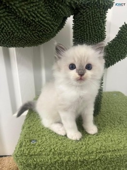 Ragdoll Kittens For sale