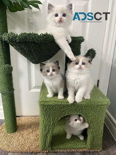 Ragdoll Kittens For sale