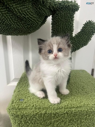 Ragdoll Kittens For sale