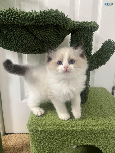 Ragdoll Kittens For sale