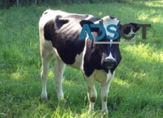 Jersey Cows and Holstein For Sale ( Catt