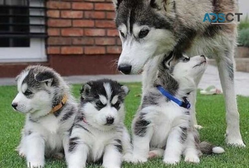 Adorable Siberian Husky Pups For Sale