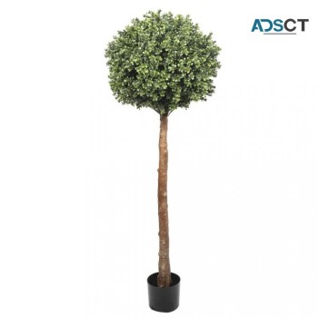 Achieve Sculpted Elegance with Topiary T