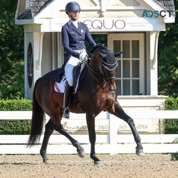  Spirited Gelding Dressage Horse