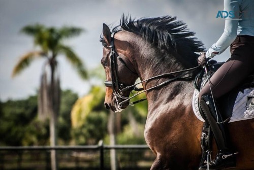  Spirited Gelding Dressage Horse