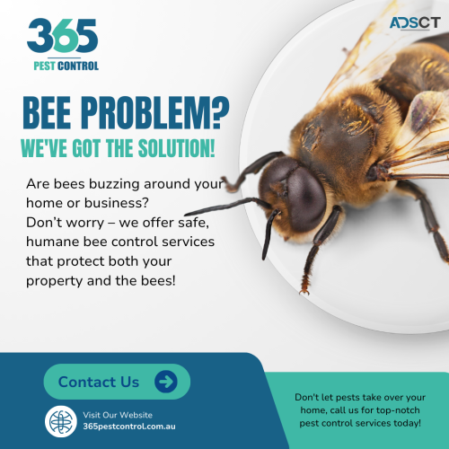 Melbourne's Leading Bees Control – Fast & Reliable Removal