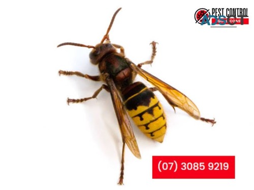 Worried About Bees or Wasps Near Your Home?