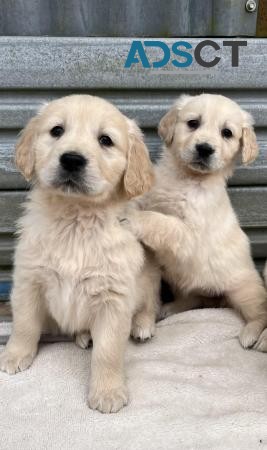 Golden Retriever puppy’s