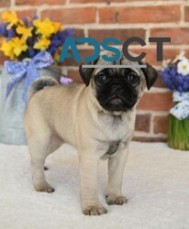 Healthy Pug Puppies for Sale