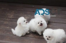 Mini teacup pomeranian puppies