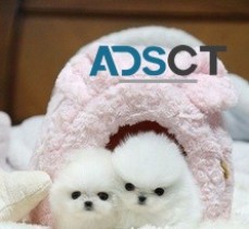 Mini teacup pomeranian puppies