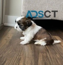 Adorable Shih Tzu puppies For Sale