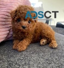 Teacup Poodle Puppies For Sale.