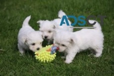 Teacup Maltese Puppies for Sale.