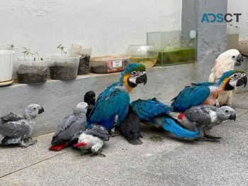 Parrots and fertile parrot eggs for sale