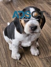 Beautiful beagle puppies For Sale.