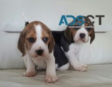 Stunning Priceless Beagle Puppies