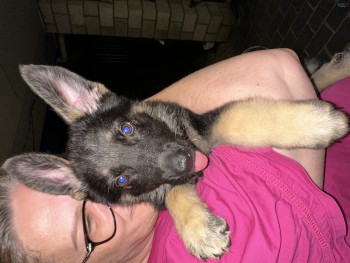 German Shepherd Puppy Female 8 weeks old