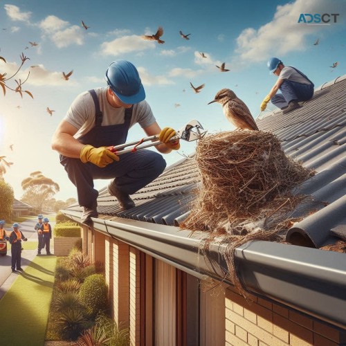 Bird Nest Removal Melbourne