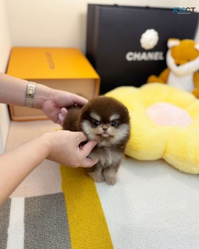 Pomeranian Puppies 