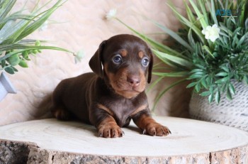 Miniature dachshund Puppies