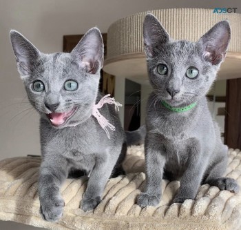 CuddleRussian blue kittens